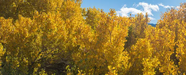 Sonbahar Yaprakları 'nın Sonbahar Mevsimi