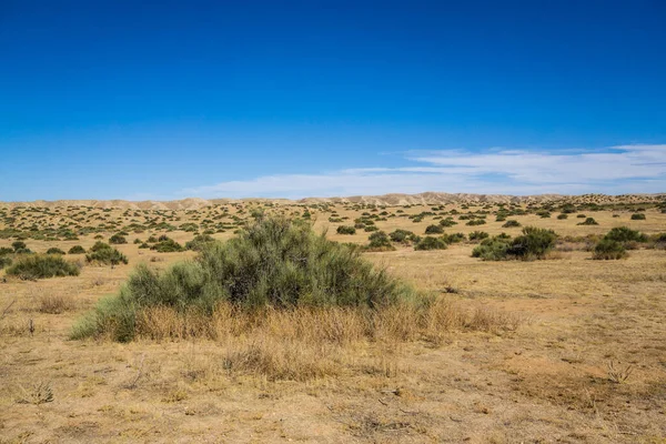 Creosota verde Bush en el desierto seco — Foto de Stock