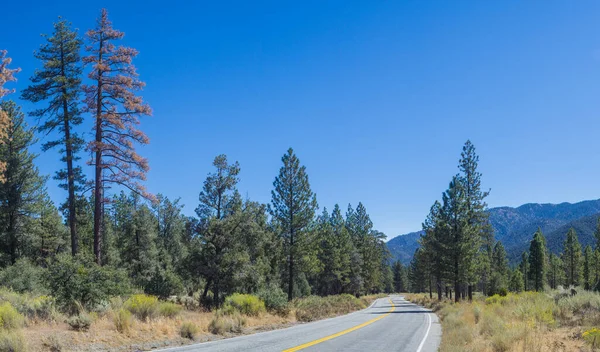 Vista panorámica de los pinos y prados de montaña — Foto de Stock