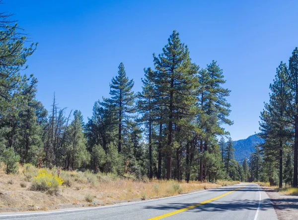 Dar Yol Yanındaki Uzun Yeşil Çamlar