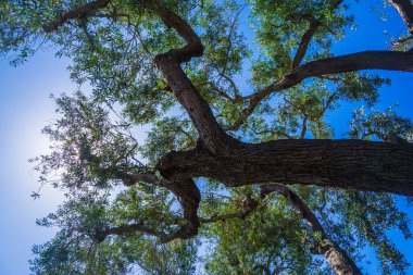 Okaliptüs Ağacı Gövdesi ve Mavi Gök