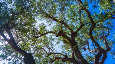 Okaliptüs dalları vasıtasıyla Yukarı Görünüm
