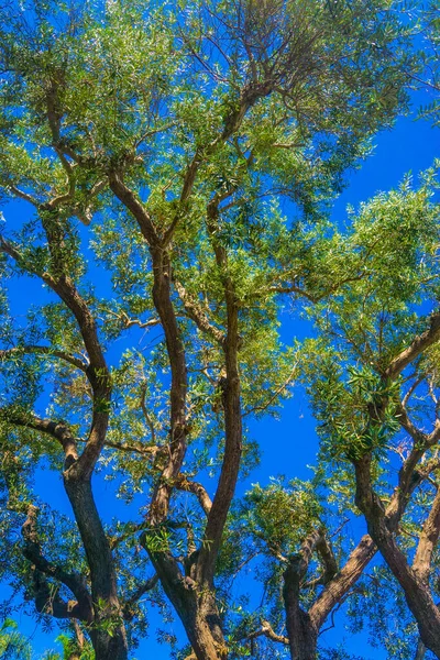 Okaliptüs Ağaç Gövdesi Çizgileri