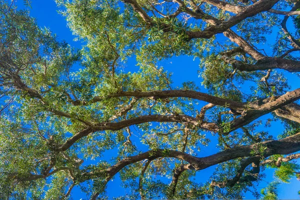 Paralel Ağaç Dalları ve Yaprakları