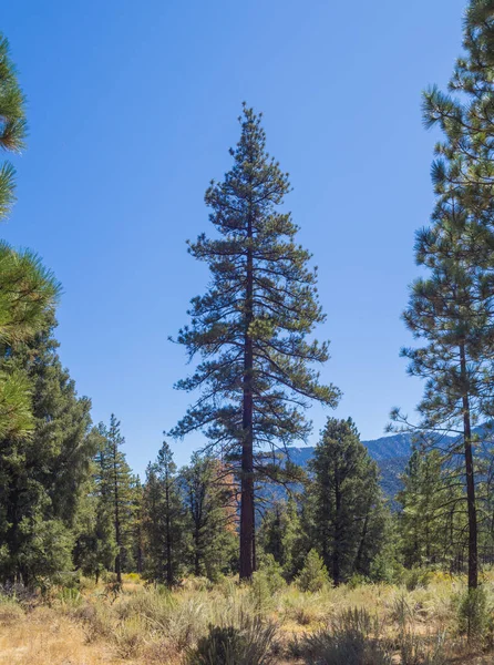 Singe Pine Tree nella foresta — Foto Stock