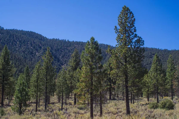 Dağ Çayırında Çam Ağaçları Büyür