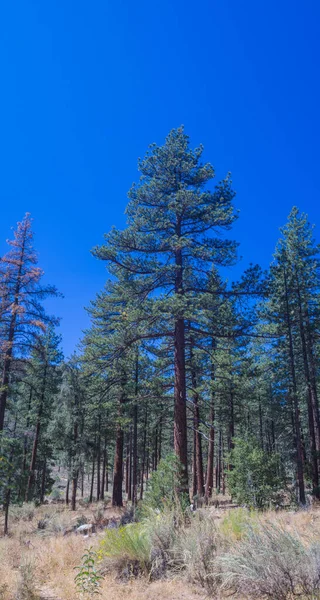 Tall Pine Tree ovanför ängen — Stockfoto