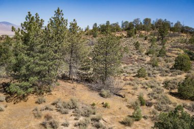 Hillside Yamacında Çam Ağaçları