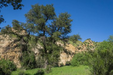 Güney Kaliforniya 'da Çimen ve Kaya Vadisi