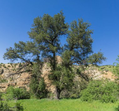 Narrow Rock Vadisindeki Uzun Meşeler