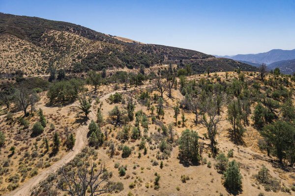 Dirt Road Through California Woodland
