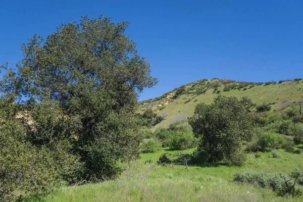 Güney Kaliforniya 'da Yeşil Büyüme