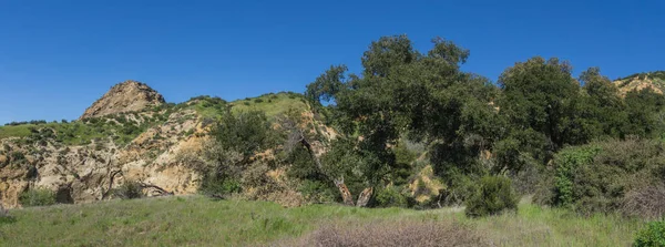 Oak Trees Grow in Long Valley — Stock Photo, Image