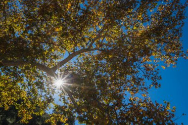 Ormanda Parlayan Güneş Işıkları