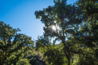 Güneş Işığı Ağaçların Arasında Parlıyor