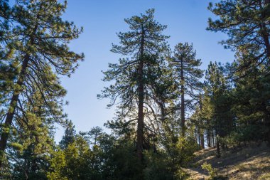 Dağlardaki Çam Ağaçları 'ndan geçen güneş ışığı