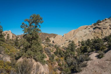 Kaya Kanyonunda Yeşil Ağaçlar Büyür