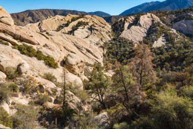 Ağaçlarla dolu Kaya Kanyonu