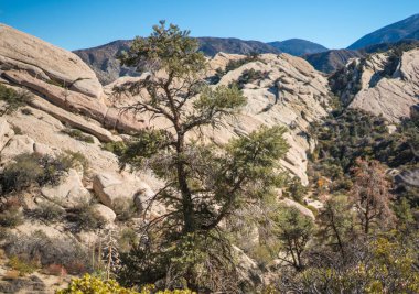 Çam Ağacı ve Rocky Kanyonu