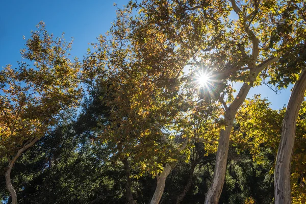 Gün ortası güneşi Uzun Ağaçlar arasında parlıyor