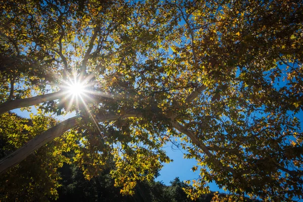 Güneş ışığı Ormanda parlar