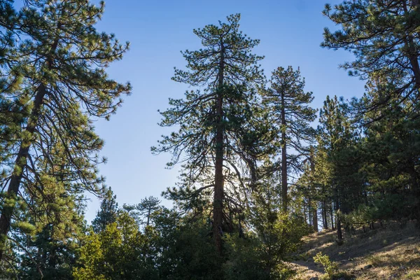 Dağlardaki Çam Ağaçları 'ndan geçen güneş ışığı