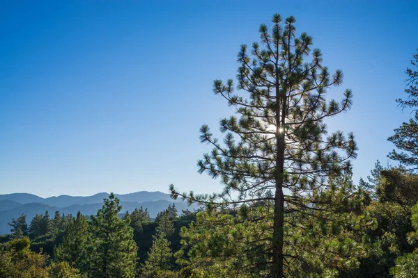 Çam ağacı dalları sayesinde güneş