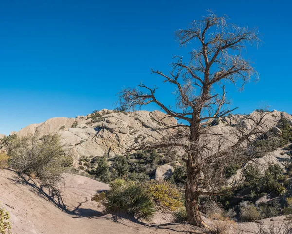 Dead Tree Stands over Rock Desert