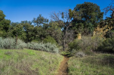 Trail into California Wild Woods