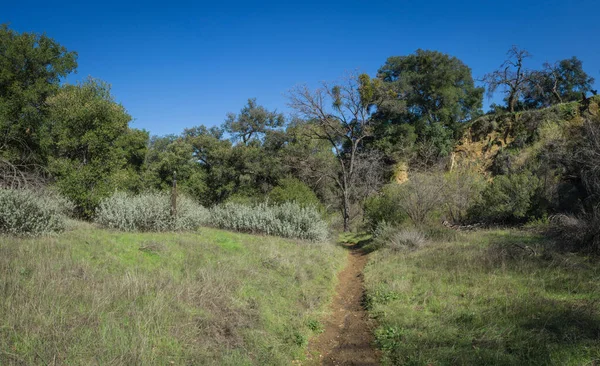 Kaliforniya Çayırı 'nda Yürüyen Patika