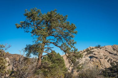 Çöl Kayası Kanyonunda Çam Ağacı