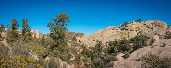 Evergreen Ağaçları Çöl Kanyonunda Büyür