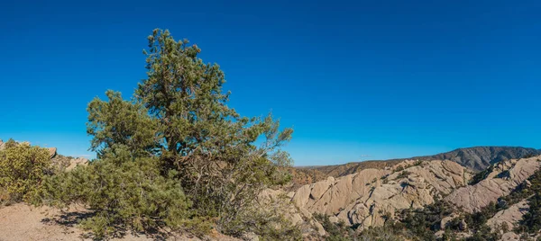 Crecimiento en el borde de roca del desierto — Foto de Stock