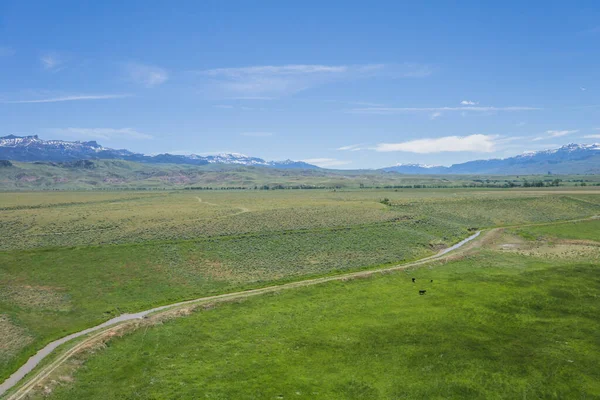 Broad Green Farm Field e Vaca — Fotografia de Stock