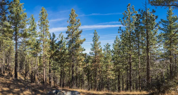 Dağ Yeşil Çam Ağaçları Çizgisi