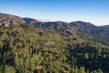 Çam Ağaçları Altın Işıkta Duruyor