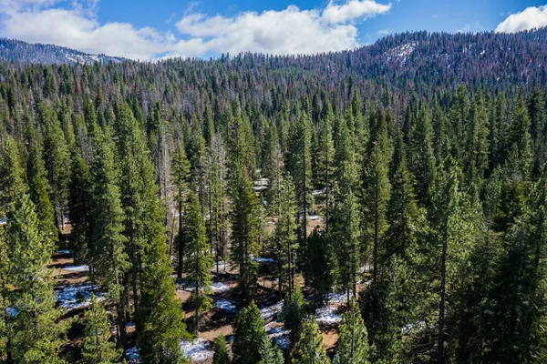 Çam Ağaçları ve Orman Tepeleri