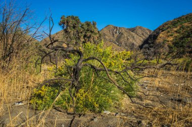 Ölü Ağaç Çiçeği Çalılığı