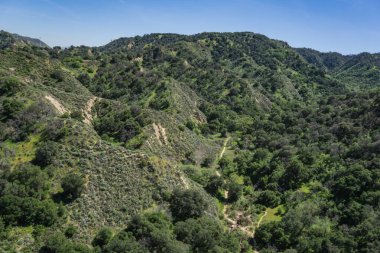 Kaliforniya Yeşil Yaban Hayatı