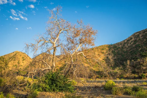 Árbol en California Valley —  Fotos de Stock