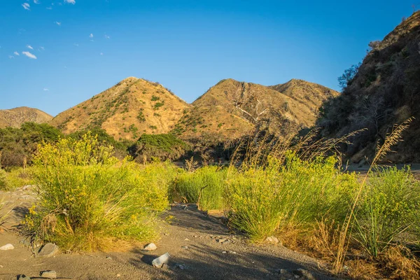 Altın Sarı Çiçek Topakları
