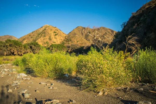 Kaliforniya 'da Altın Sarı Çalılar