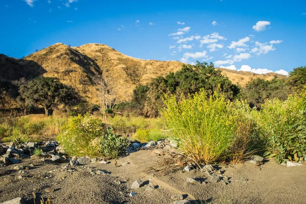 Gele Woestijnbloemen in Californië — Stockfoto