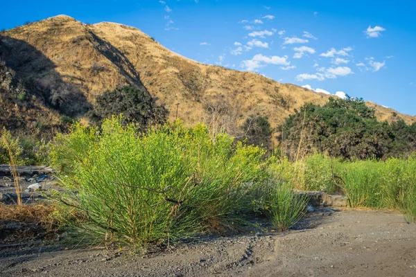 Kuru Yıkamada Yeşil ve Sarı Çalılar