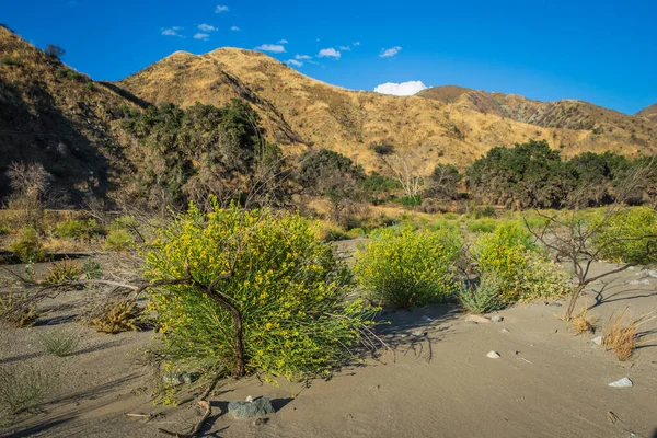 Nehir yatağında Sarı Çiçekli Çalılar