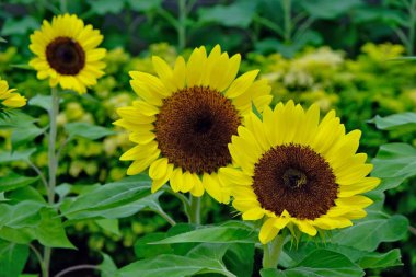 Yeşillikte odaklanmış iki ayçiçeği. Bir ayçiçeği daha bulanıklaştı. Güzel, parlak sarı çiçekler yeşil yaprakların arka planında göze çarpar..