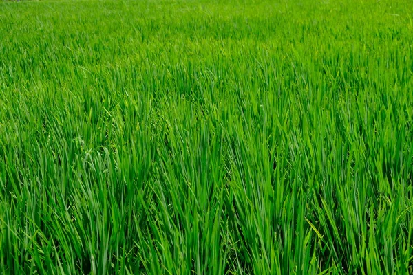 Campo de arroz con una cubierta verde lisa . — Foto de Stock