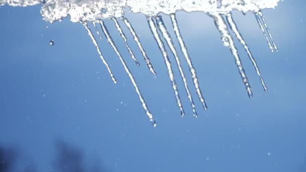 Belos pingando icicles em um dia quente brilhante ensolarado. Derretendo o gelo em um fundo azul, laço sem costura. loop infinito, loopable — Vídeo de Stock
