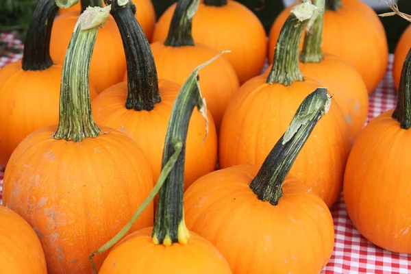 Pumpkins on display — Stock Photo, Image