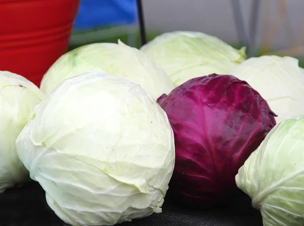 Witte en rode kool op een tafel — Stockfoto